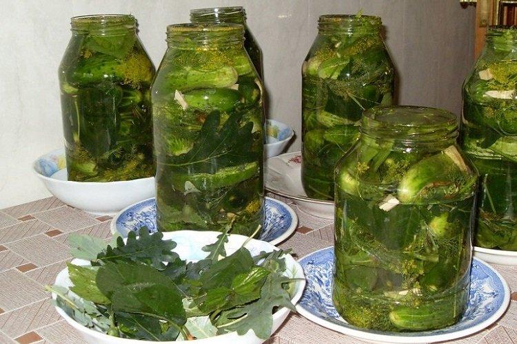Gurken, eingelegt mit aromatischen Blättern