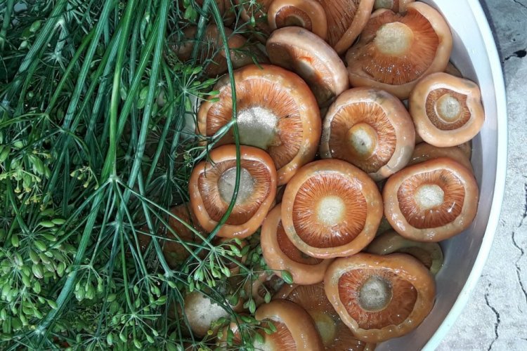 Reizker mit Dill und Meerrettich