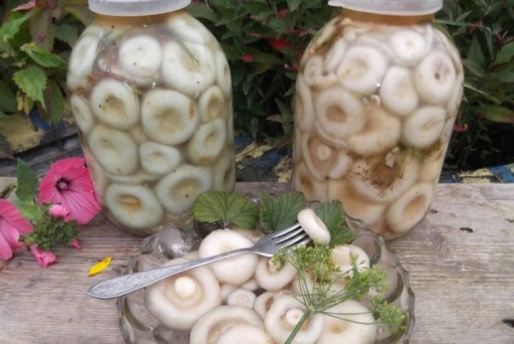Milchlinge für den Winter einlegen