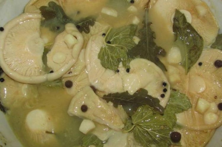 Eingelegte Milchlinge mit Johannisbeerblättern