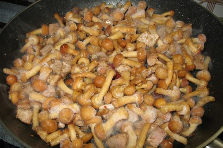 Gebratene Honigpilze mit Huhn