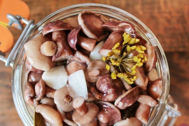 Marinierte Butterpilze mit Knoblauch
