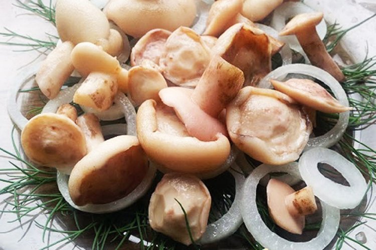 Marinierte Butterpilze mit Zwiebeln