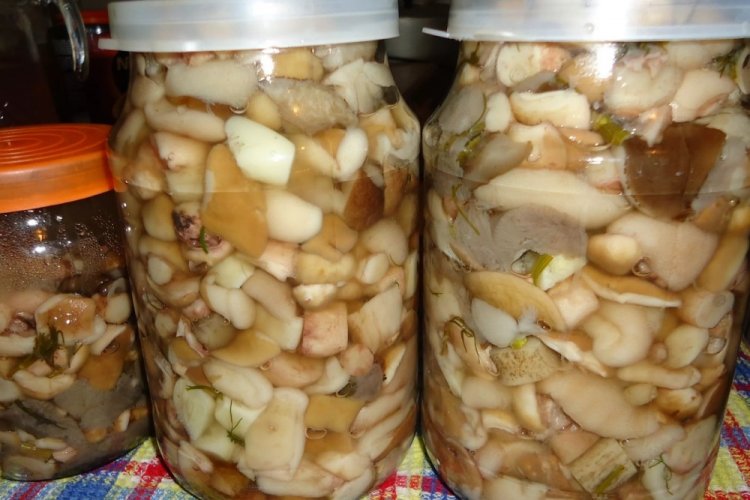 Marinierte Butterpilze mit Apfelessig