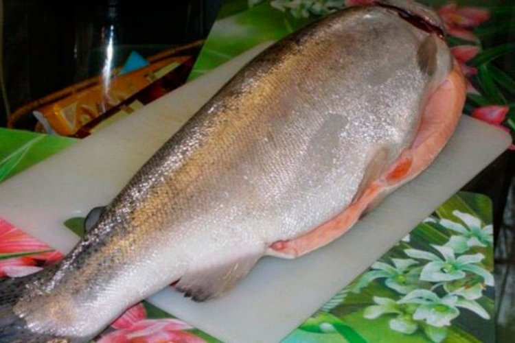 Ganzer gesalzener Rotfisch