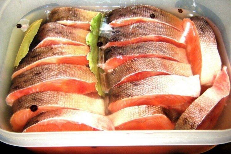 Gesalzener Rotfisch zur Aufbewahrung im Kühlschrank