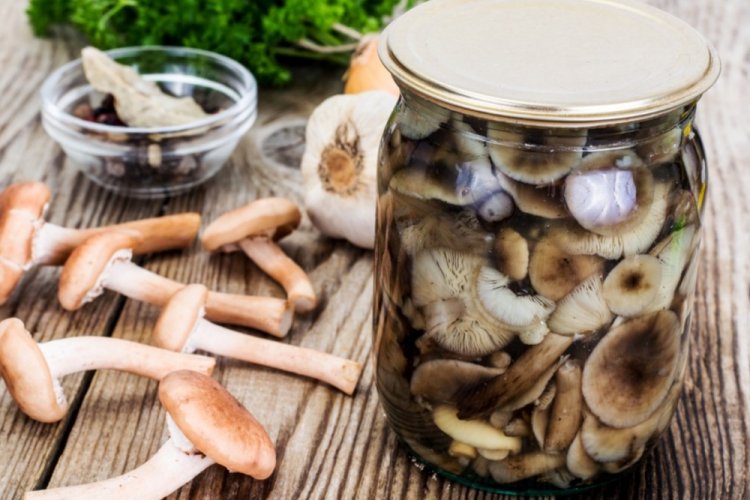 Champiñones encurtidos para el invierno sin esterilización