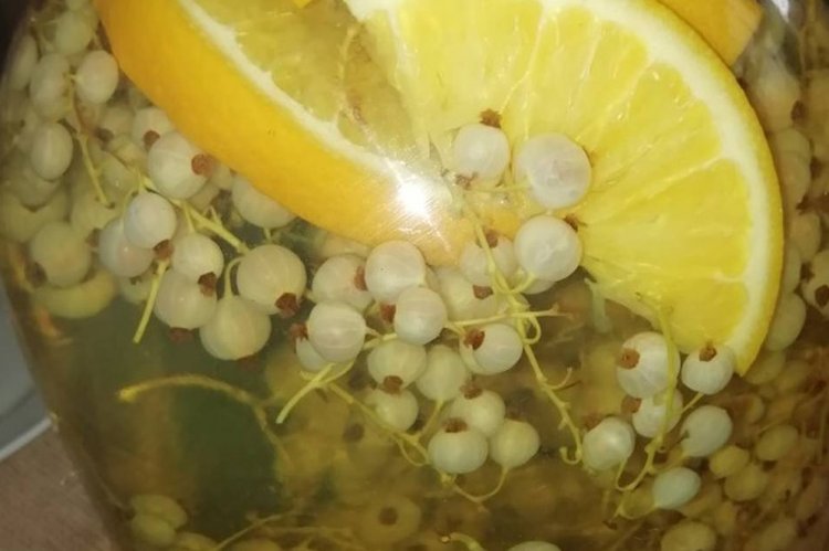 Kompott aus weißen Johannisbeeren mit Minze für den Winter