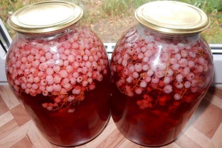 Kompott aus weißen und roten Johannisbeeren