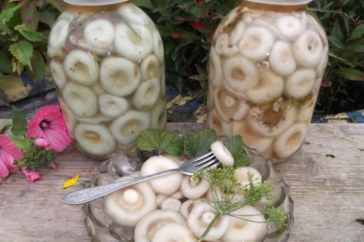 Setas de leche crudas encurtidas para el invierno