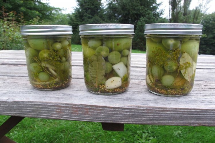 Grüne Tomaten mit Sterilisation