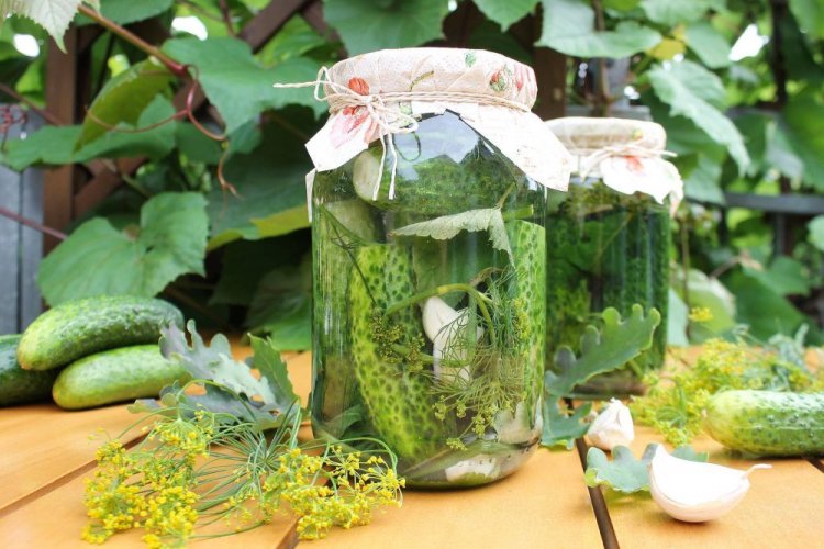 Pepinos crujientes con hojas de roble y ácido cítrico