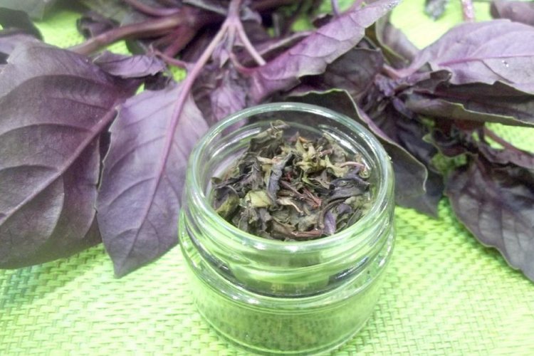 Dried Basil for Winter