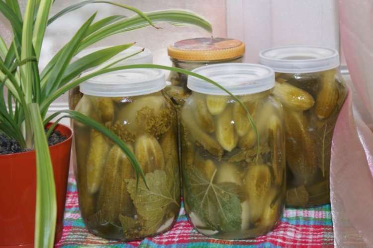 Cucumbers with Apples and Grape Leaves for Winter