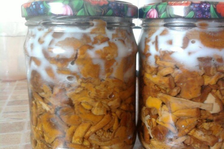 Rebozuelos fritos con mantequilla para el invierno