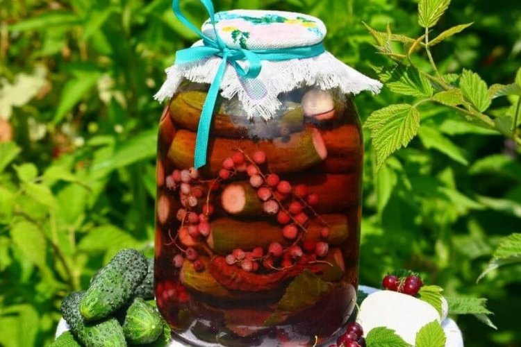Bulgarische Gurken mit roten Johannisbeeren und scharfer Paprika