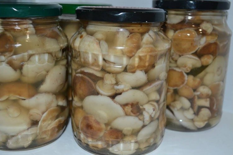Boletus marinados con esencia de vinagre