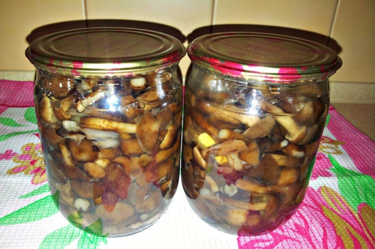 Boletus marinados fritos para el invierno