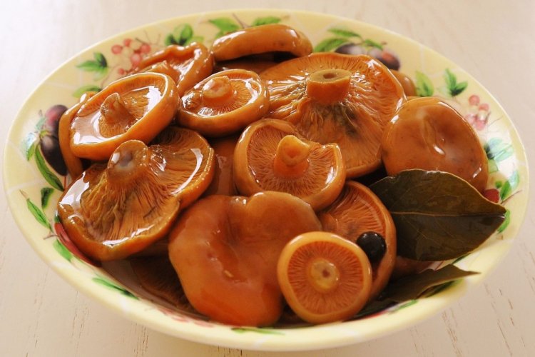 Setas Lactarius deliciosus encurtidas para el invierno