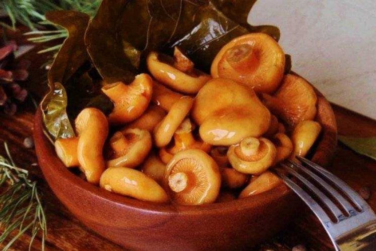 Setas Lactarius deliciosus saladas en frío para el invierno