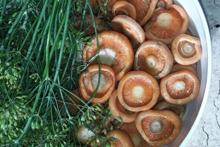 Setas Lactarius deliciosus saladas para el invierno