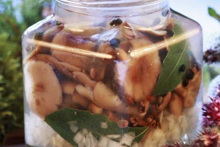 Russulas saladas en caliente para el invierno