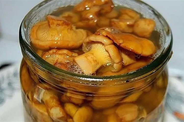 Salted Chanterelles without Vinegar for Winter