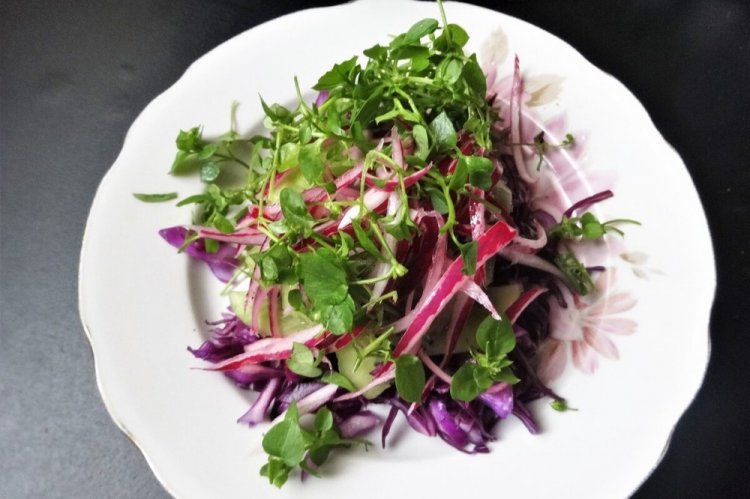 Cabbage and Microgreen Salad