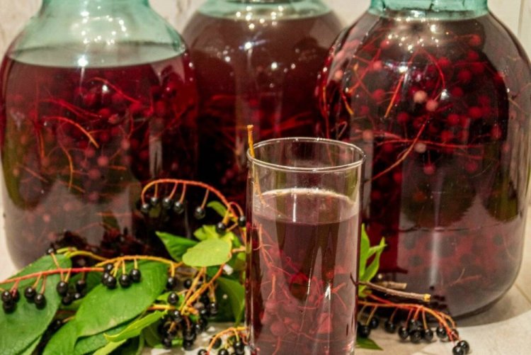 Bird Cherry Compote for Winter