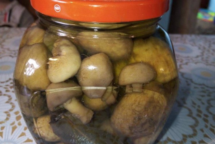 Champignons without Vinegar for Winter