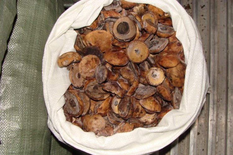 Frozen Aspen Boletes for Winter