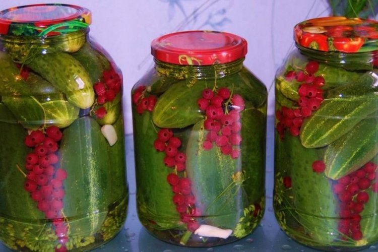 Cucumbers with Red Currants Without Vinegar for Winter