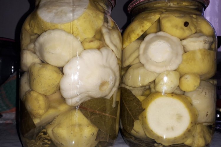 Pattypan Squash Like Milk Cap Mushrooms with Mustard for Winter