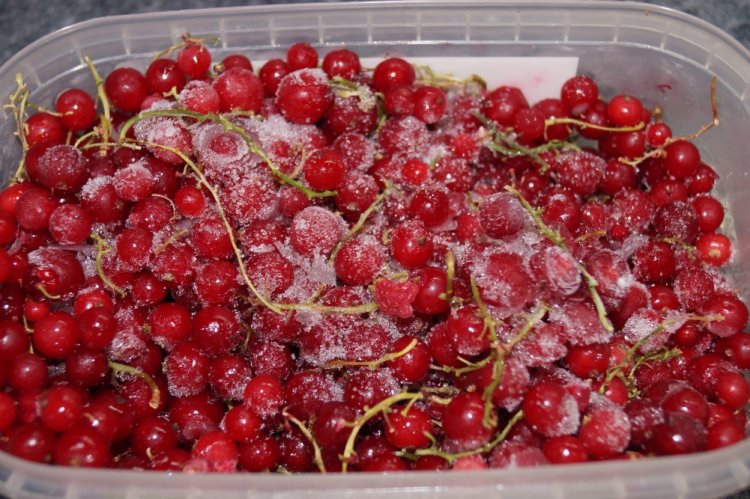 Frozen Currants with Stems for Winter