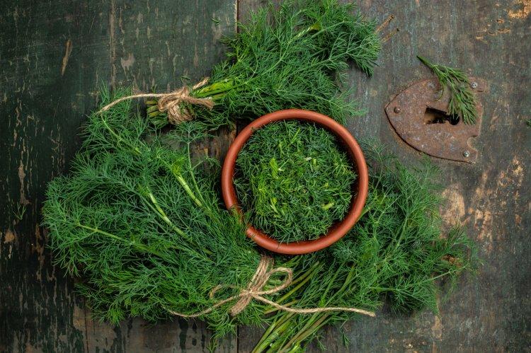 How to Freeze Dill for Winter: 10 Easiest and Quickest Recipes