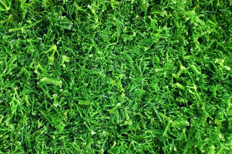 Eneldo blanqueado congelado para el invierno