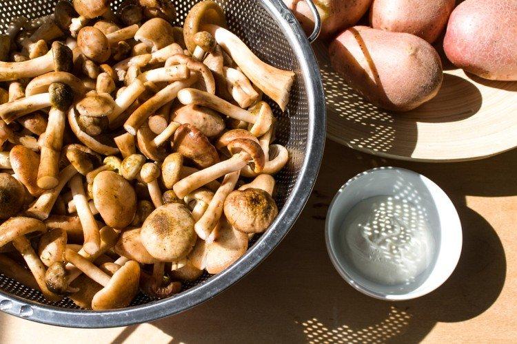 Basic Rules for Preparation - How and How Long to Boil Honey Mushrooms