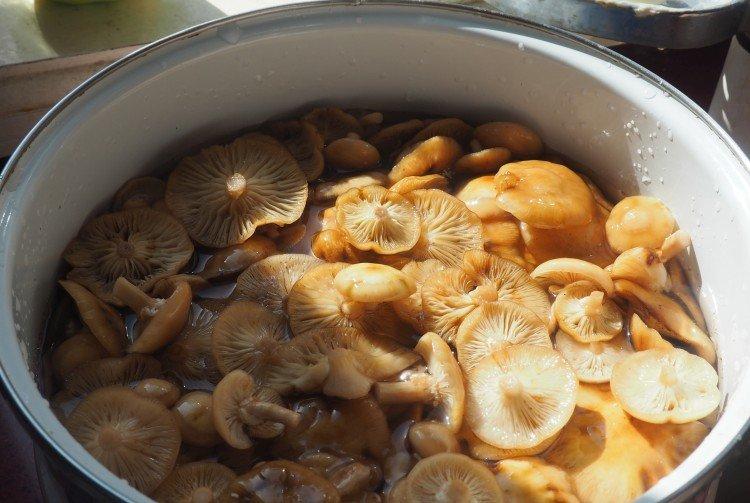 Basic Rules for Preparation - How and How Long to Boil Honey Mushrooms