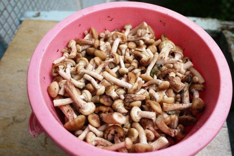 How to Boil Honey Mushrooms for Freezing
