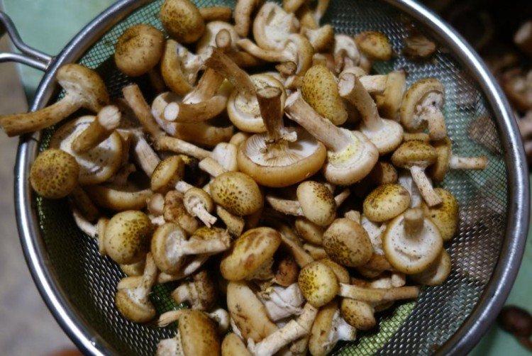 How and How Long to Boil Honey Mushrooms in a Multicooker