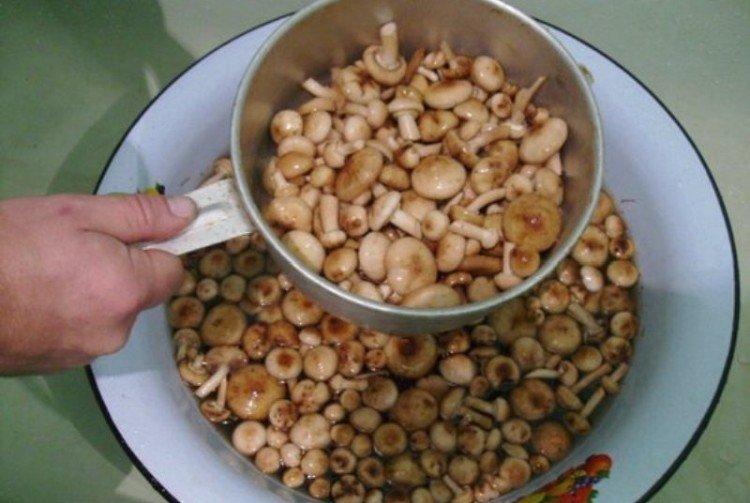 Helpful Tips - How and How Long to Boil Honey Mushrooms