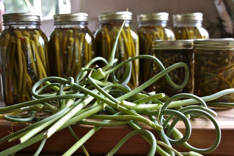 Tallos de ajo encurtidos - Cómo cocinar tallos de ajo de forma rápida y deliciosa