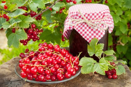 Redcurrant with Sugar for Winter Without Cooking: 20 Best Recipes